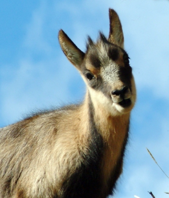 Camoscio d''Abruzzo Rupicapra pyrenaica ornata